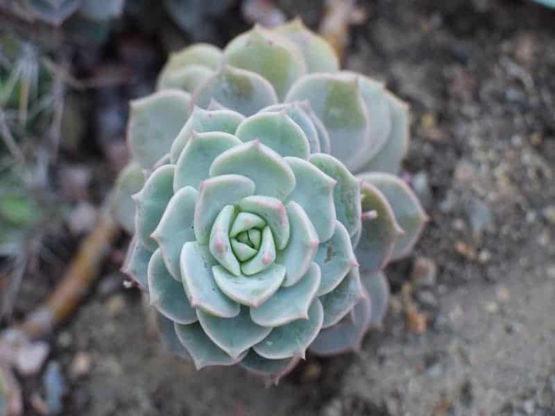 Graptoveria in soil close-up.