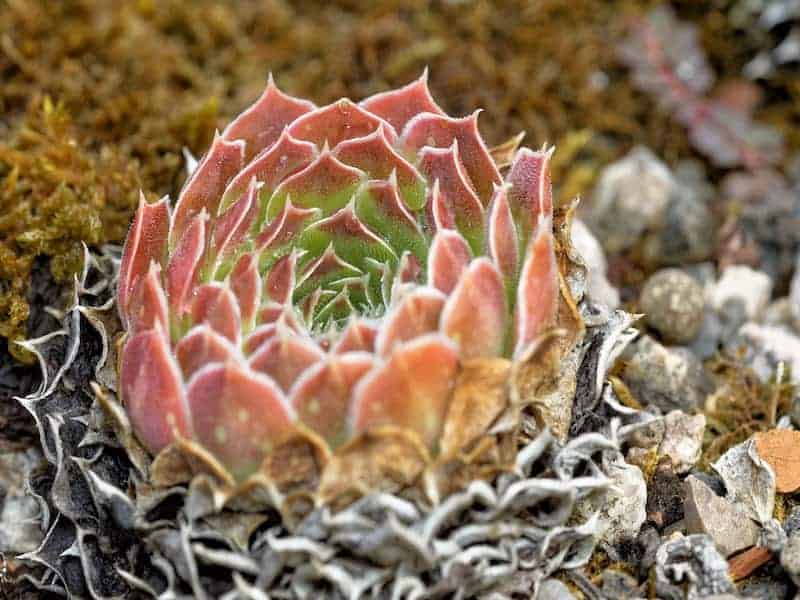 Sempervivum Heuffelii Succulent close-up.