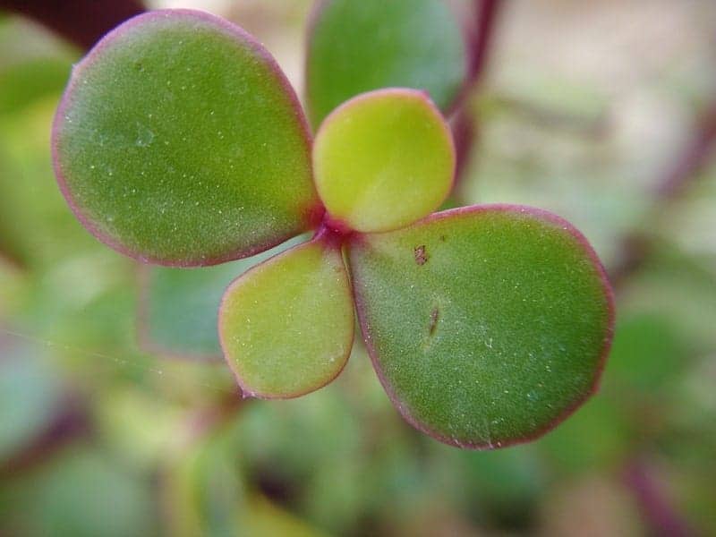 Portulacaria afra close-up.