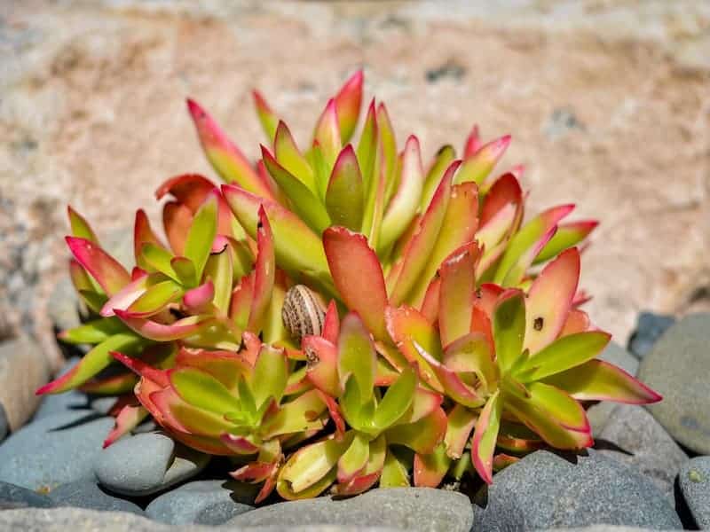 Crassula Capitella Campfire Succulent in and outdoor garden.