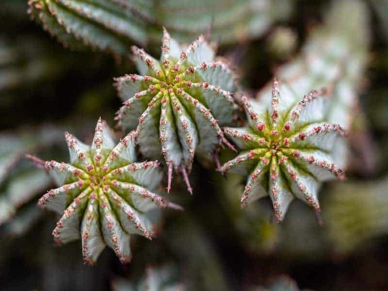 The Snowflake close-up.