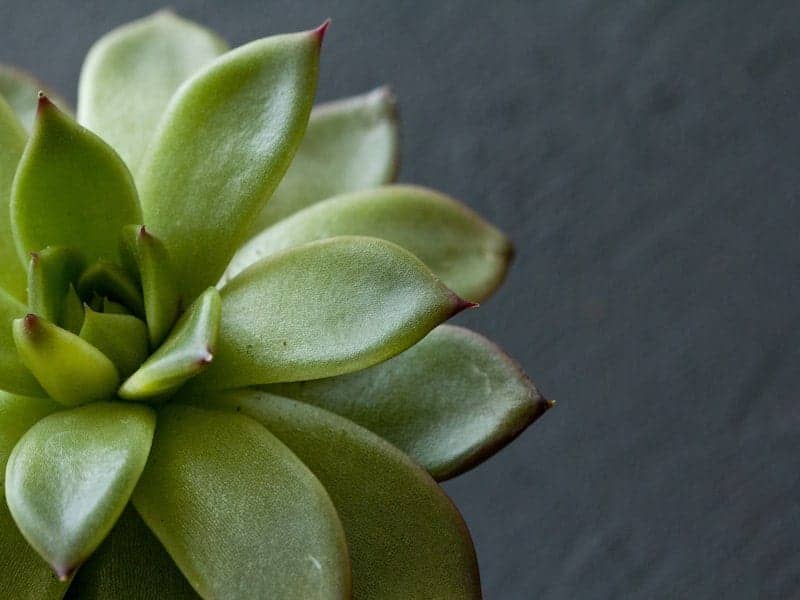 Little Jewel Succulent close-up.