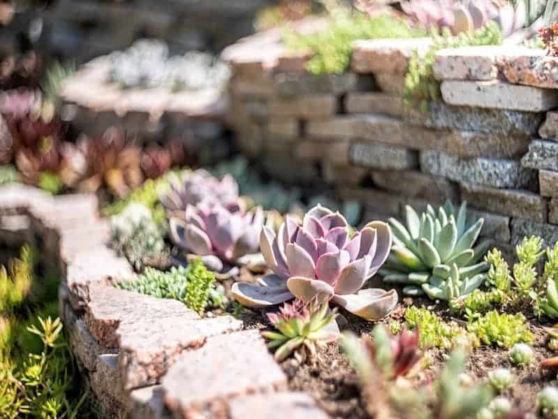 Echeveria Dondo in an outdoor garden on a sunny day.