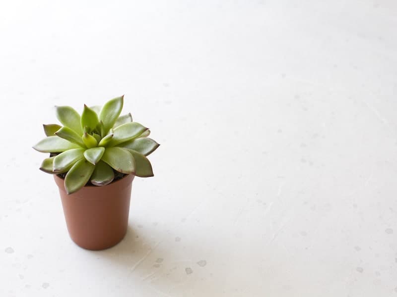 Little Jewel Succulent in a small brown pot.