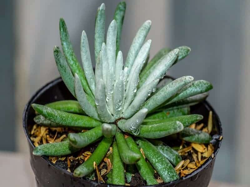 Woolly Senecio