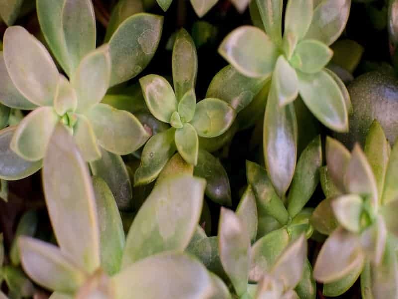 Golden Sedum close-up.