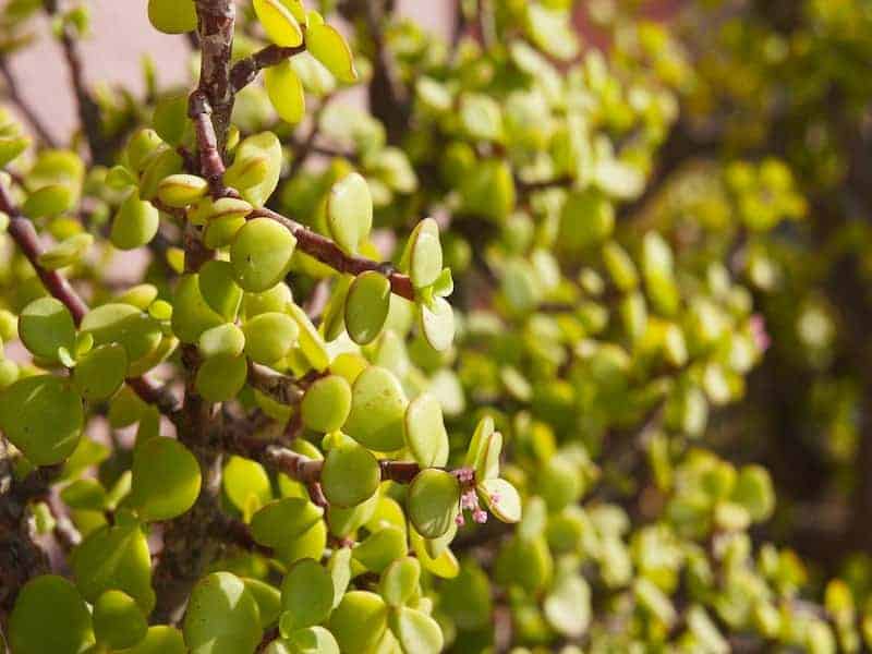 Portulacaria afra close-up.