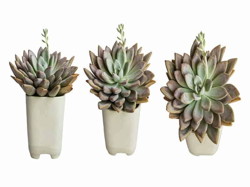 Fred Ives (Graptoveria) Succulent Care Guide