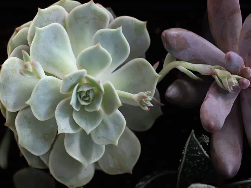 Echeveria Arctic White Succulent top view.