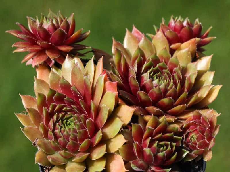 Sempervivum Heuffelii Succulent close-up.