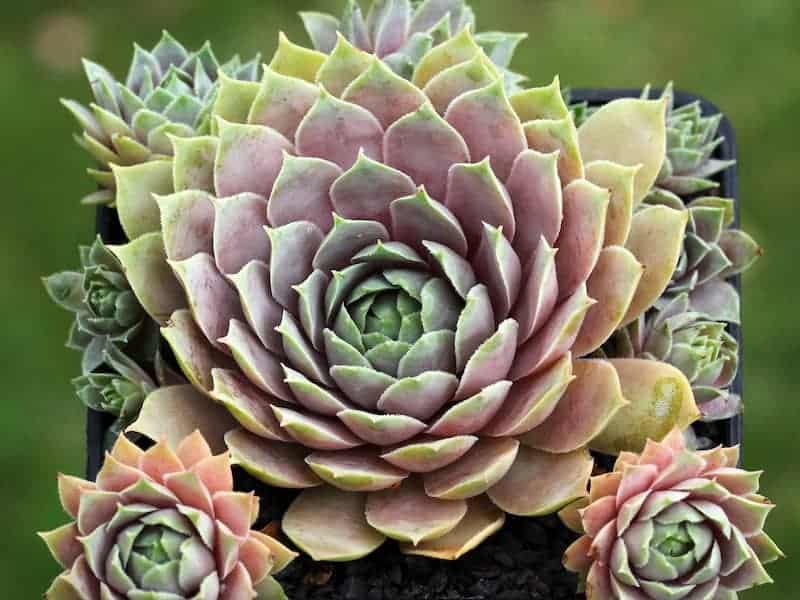 Sempervivum Heuffelii Succulent close-up.