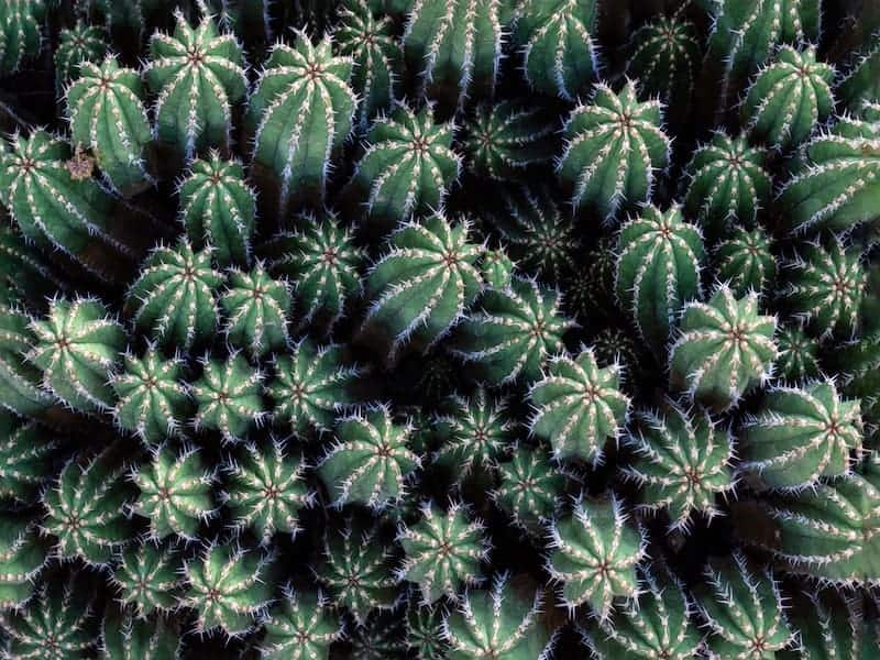 Suzanne’s Spurge Succulent top view.