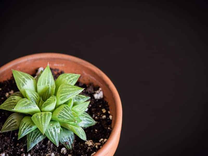 Haworthia laetevirens in a brown pot on a black background.