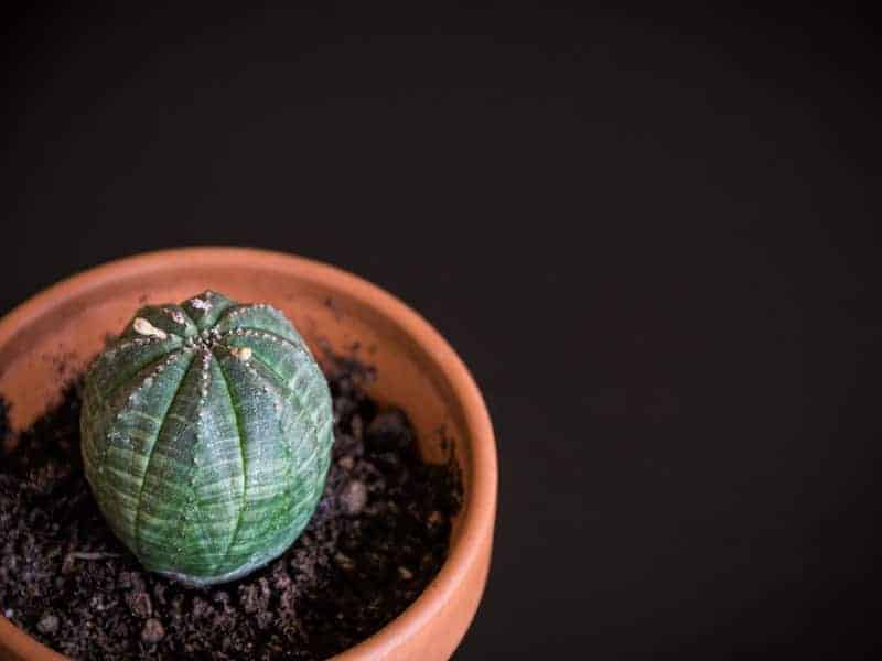 Suzanne’s Spurge Succulent in a brown pot on black background.