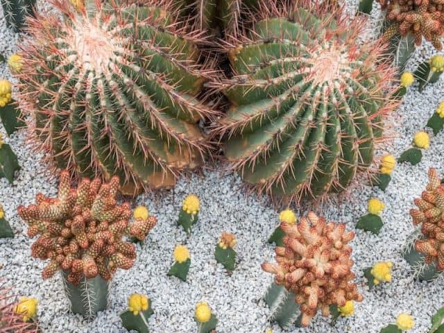 lady finger cactus