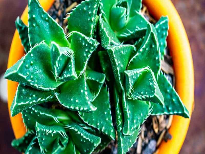 Shark’s Jaws Succulentin an orange pot.
