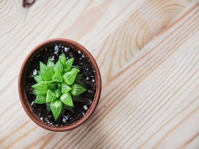 Haworthia laetevirens in a brown pot on a wooden board.