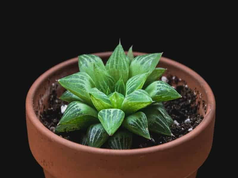 Haworthia laetevirens in a brown pot.