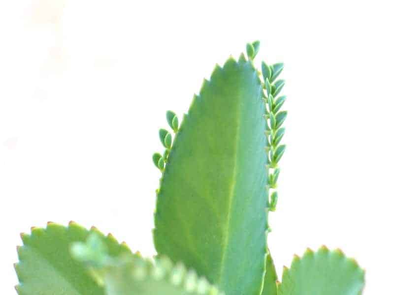 Tugela Cliff-Kalanchoe leaf on a white background.