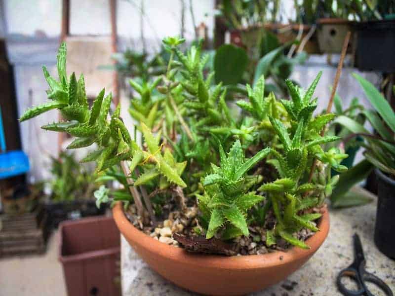 Aloe Juvenna in a brown pot on the table.