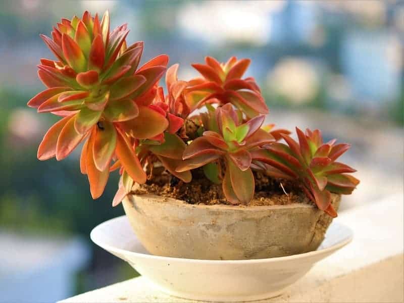 Crassula Capitella Campfire Succulent in a white pot.