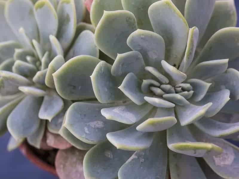 Little Jewel Succulent in a pot close-up.