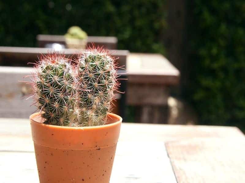 Lady Finger cactus in a brown pot on a sunny day.