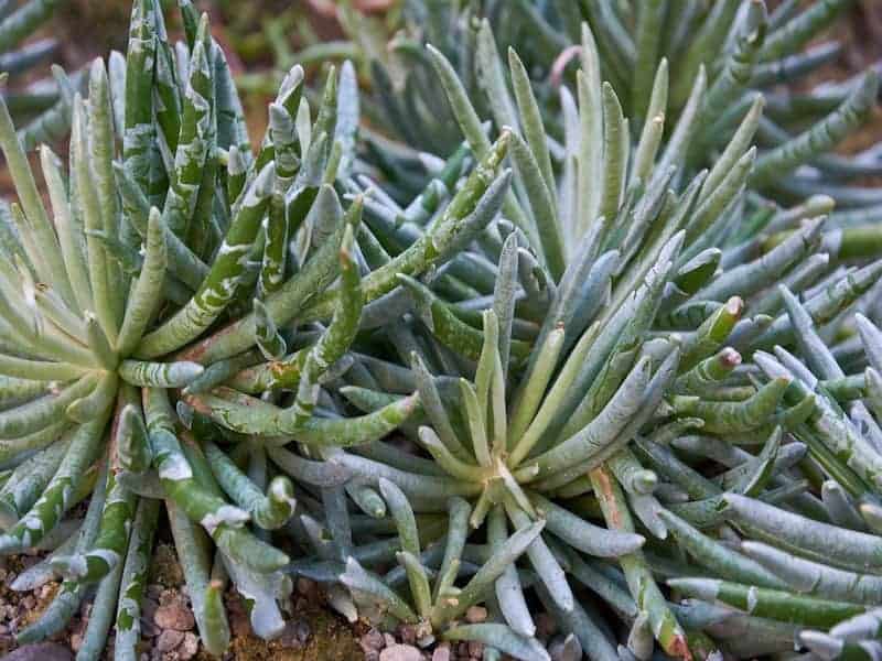 Woolly Senecio in an outdoor garden.