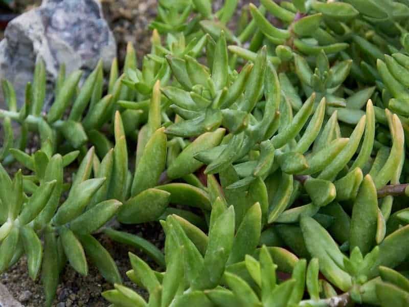 Woolly Senecio in an outdoor garden.
