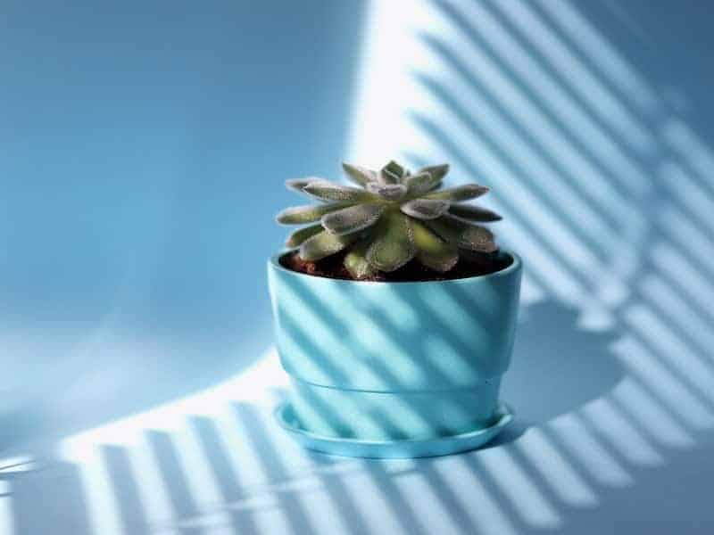 Woolly Rose in a blue pot in natural light.