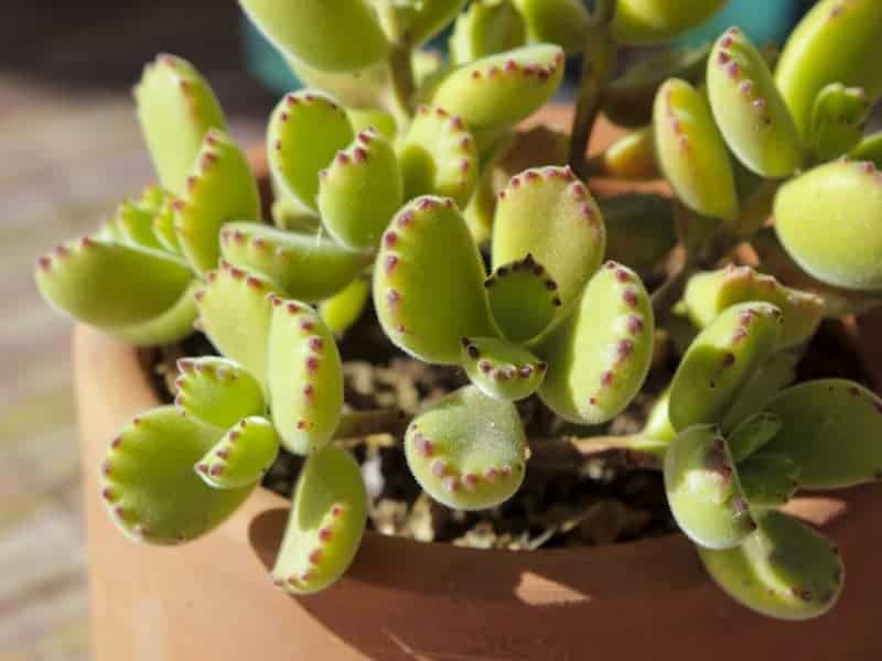 Calico Hearts in a brown pot on a sunny day.