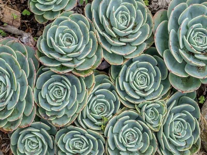 Cuidados com plantas de gelo Arrtic