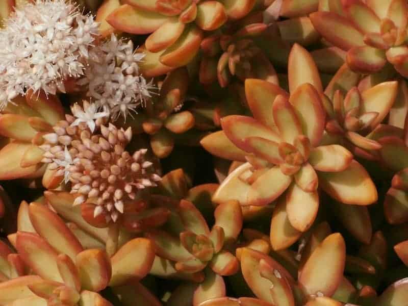 Golden Sedum close-up.