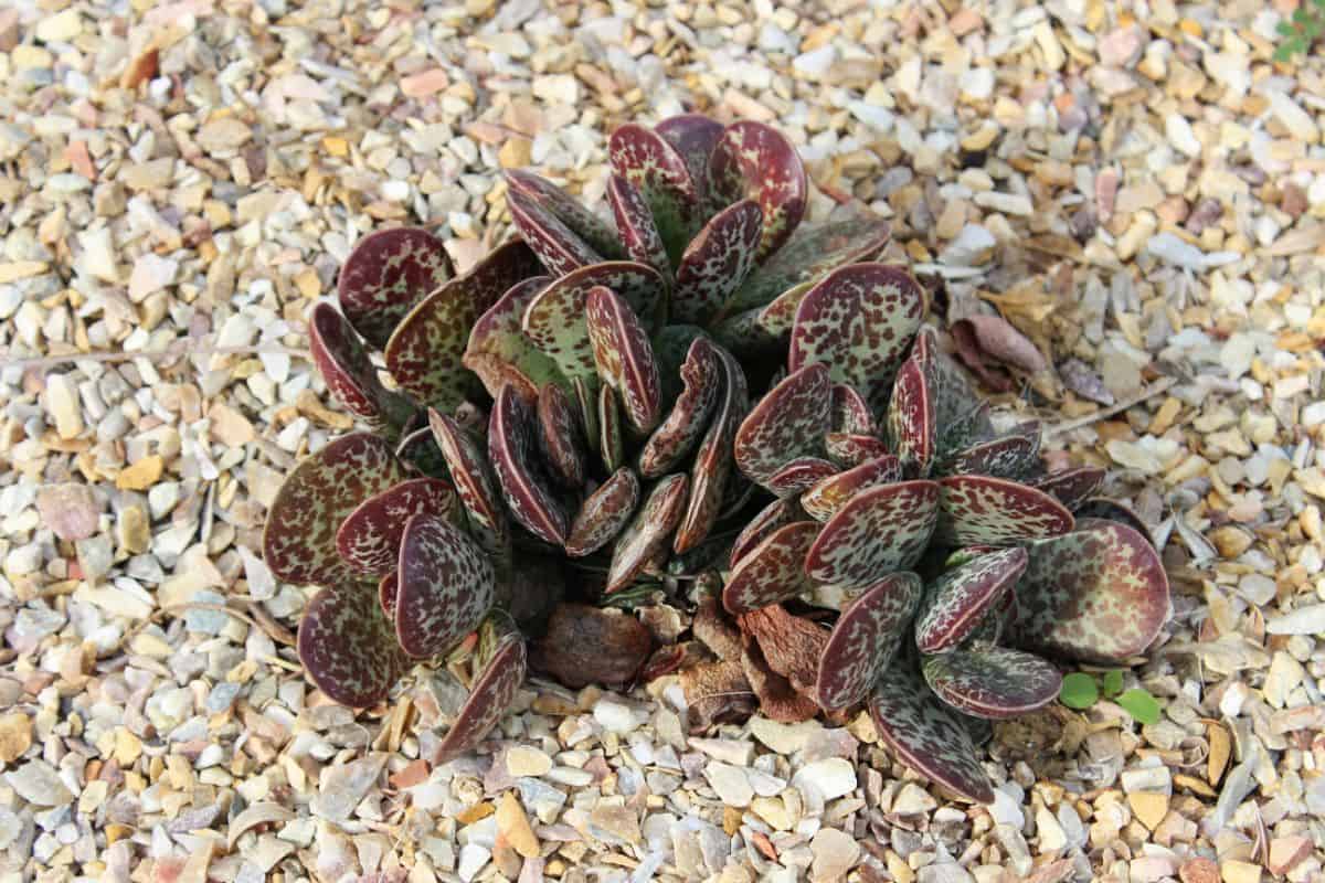Adromischus Maculatus in a rocky soil.