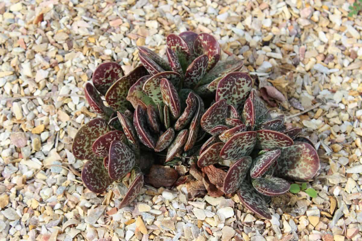 Adromischus Maculatus in a rocky soil.