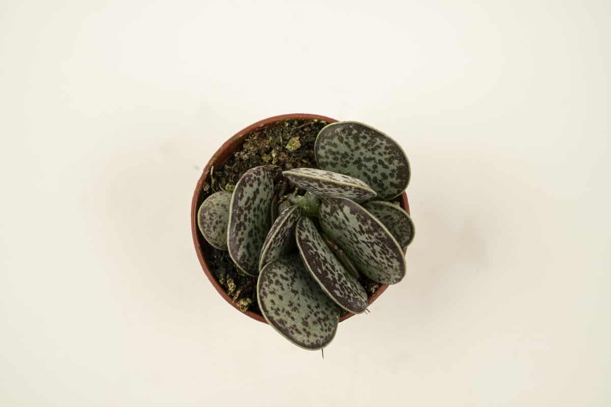 Adromischus Maculatus in a pot top view.