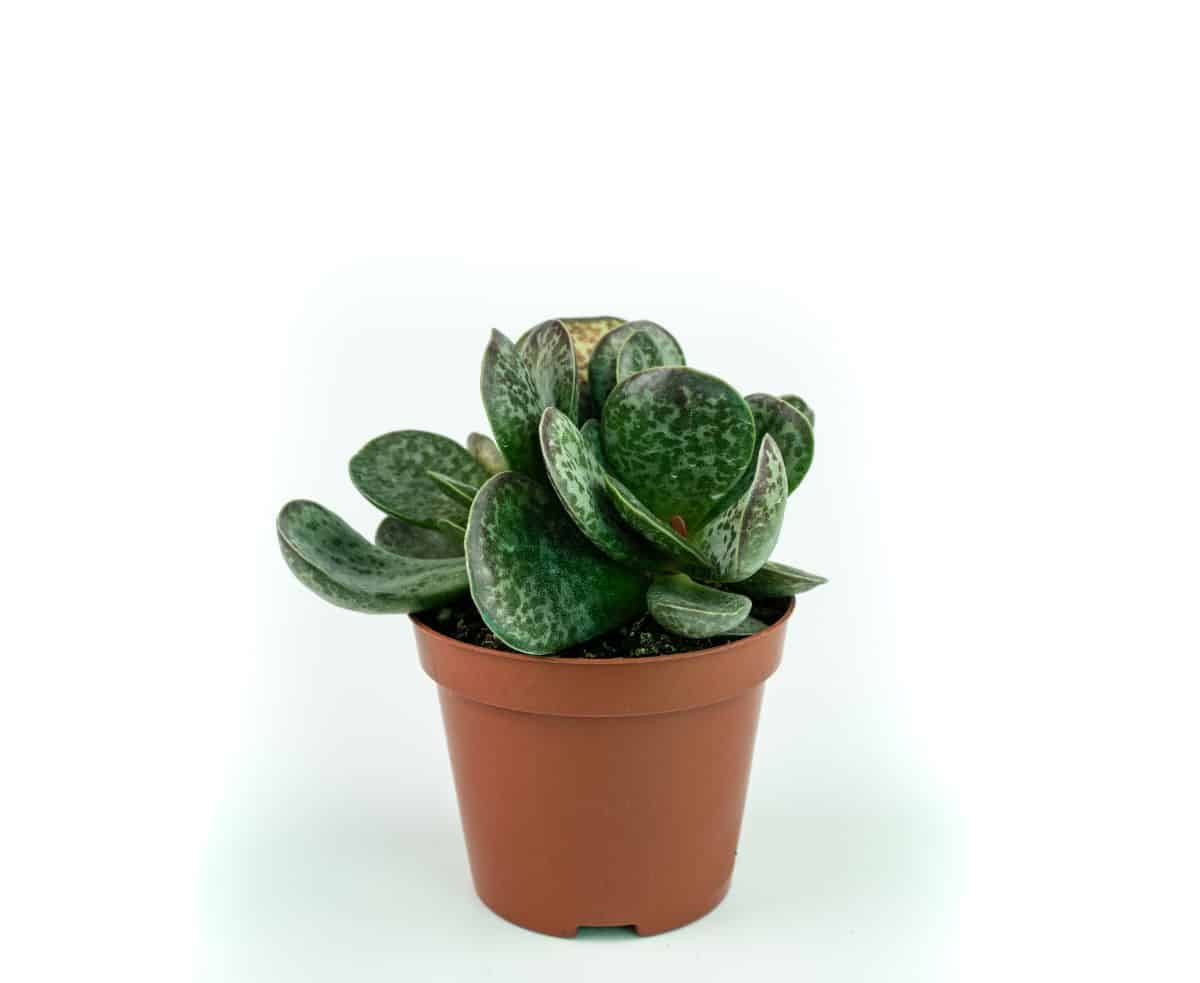 Adromischus Maculatus in a brown pot on the white background.