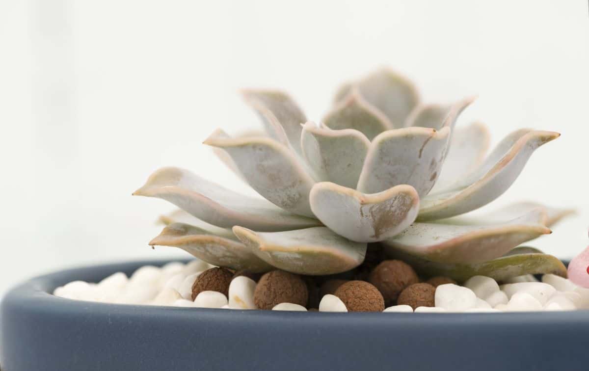 Artcic echeveria in a gray pot.