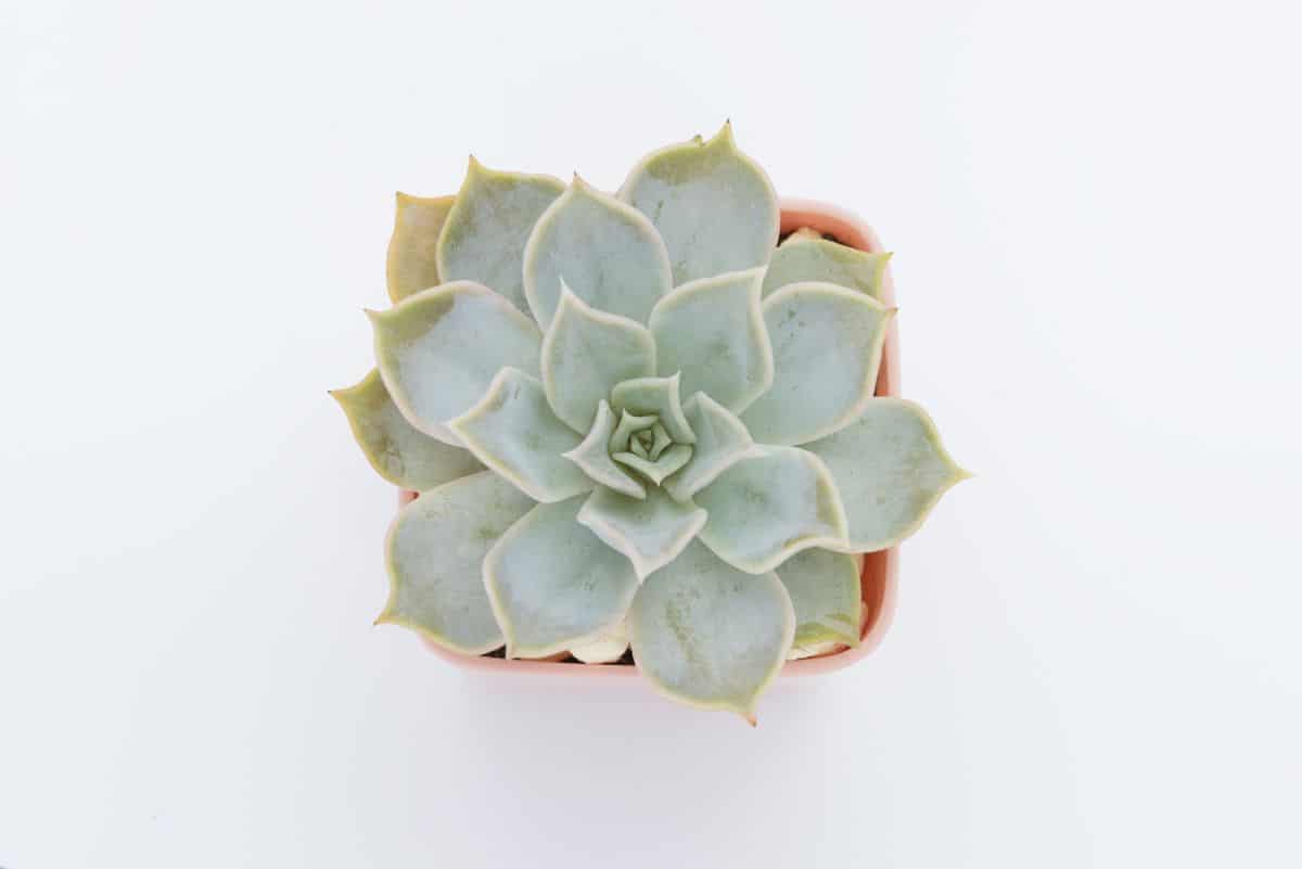 Arctic echeveria in an orange pot top view.