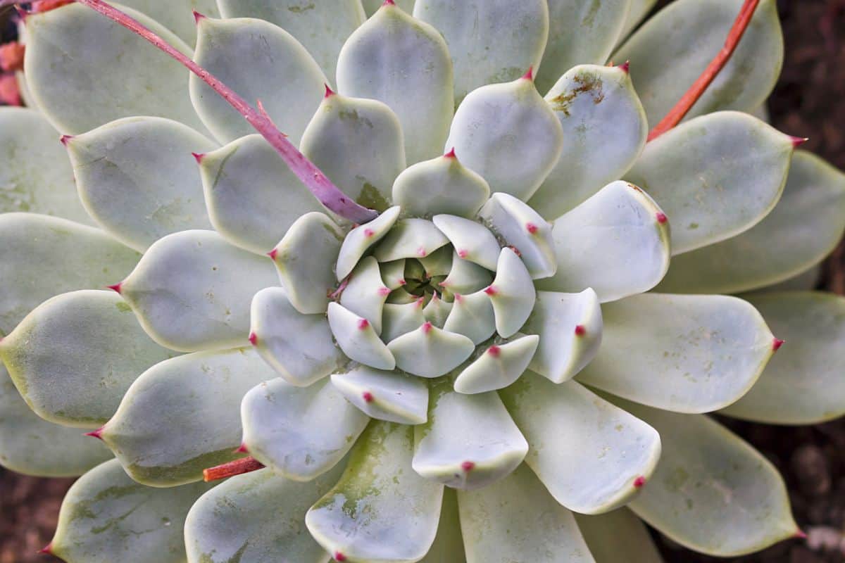 Arctic echeveria top view.