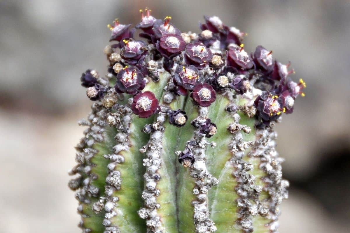 Blooming euphorbia polygona close-up.