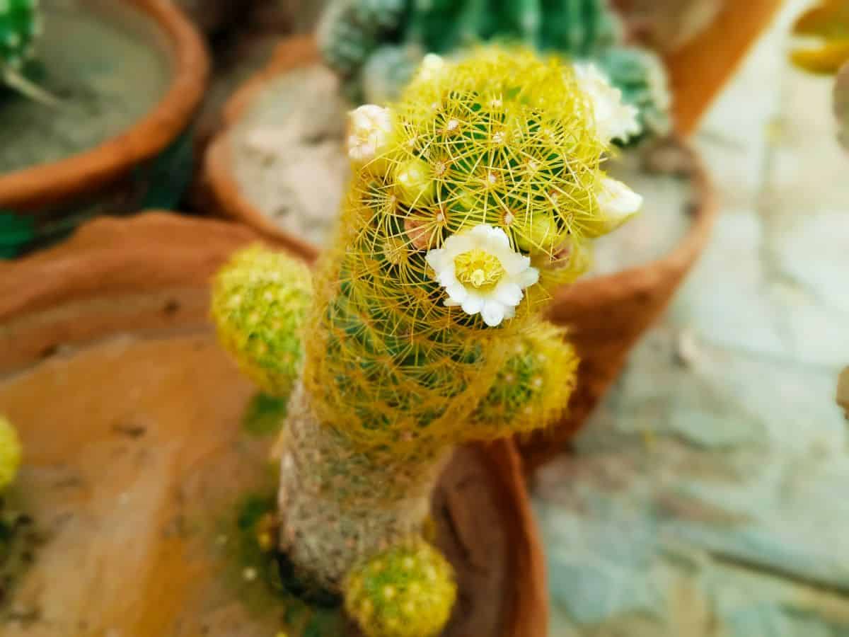 Lady finger cactus blooming with a white flower.