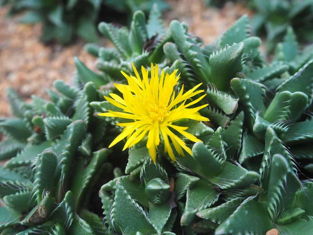 Blooming tiger jaw succulent with a yellow flower.