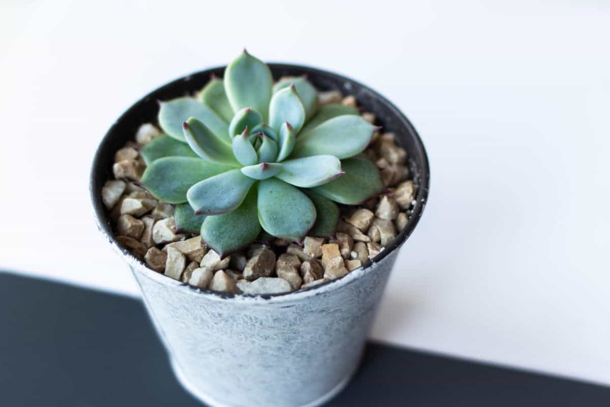 Blue rose echeveria in a blue pot.