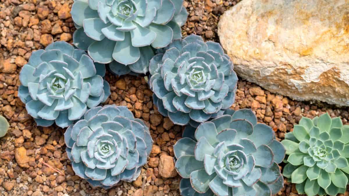 Blue rose echeveria in a rocky soil.