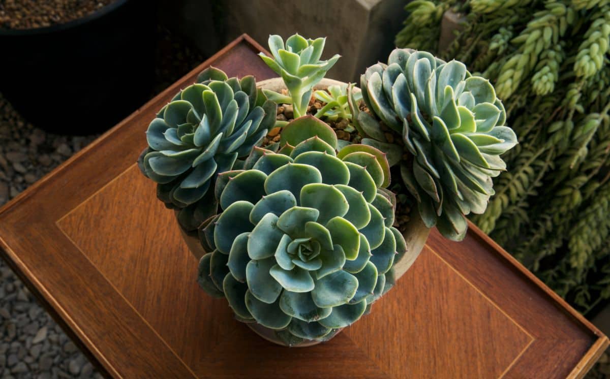 Blue rose echeveria in a pot on wooden table top view.