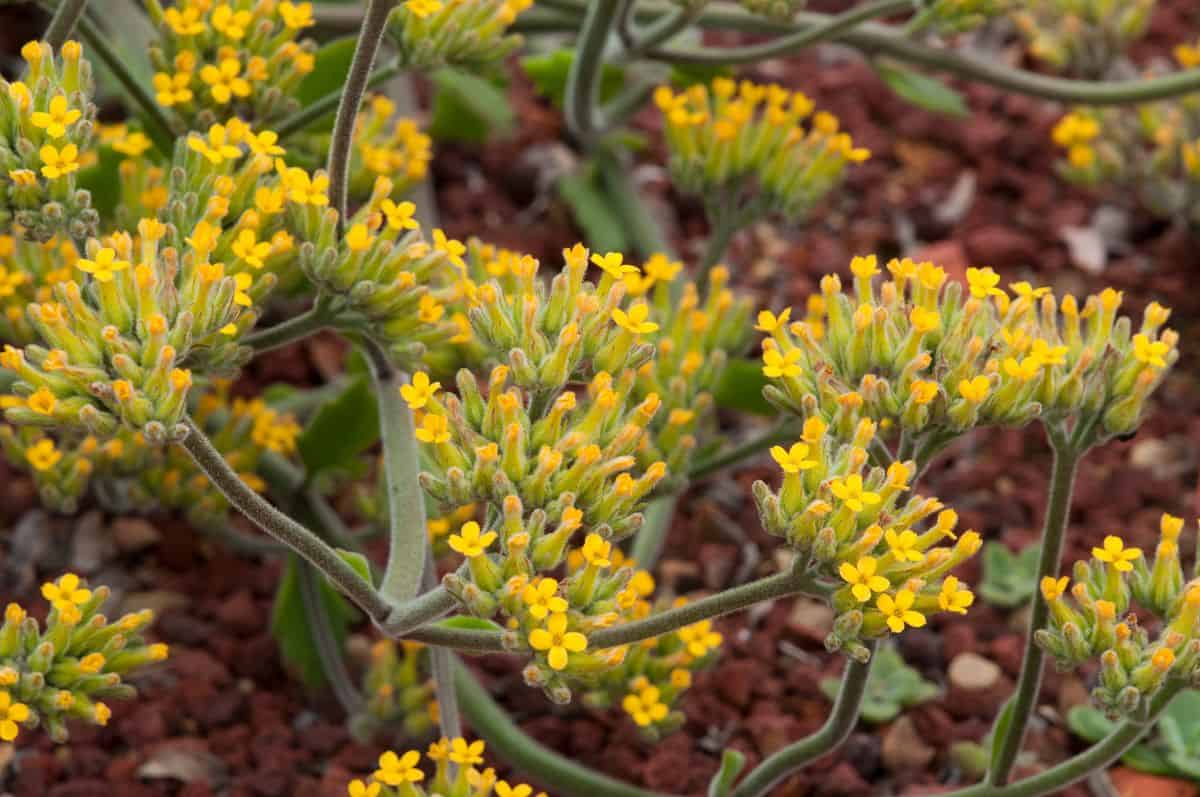 Cliff kalanchoe close-up.