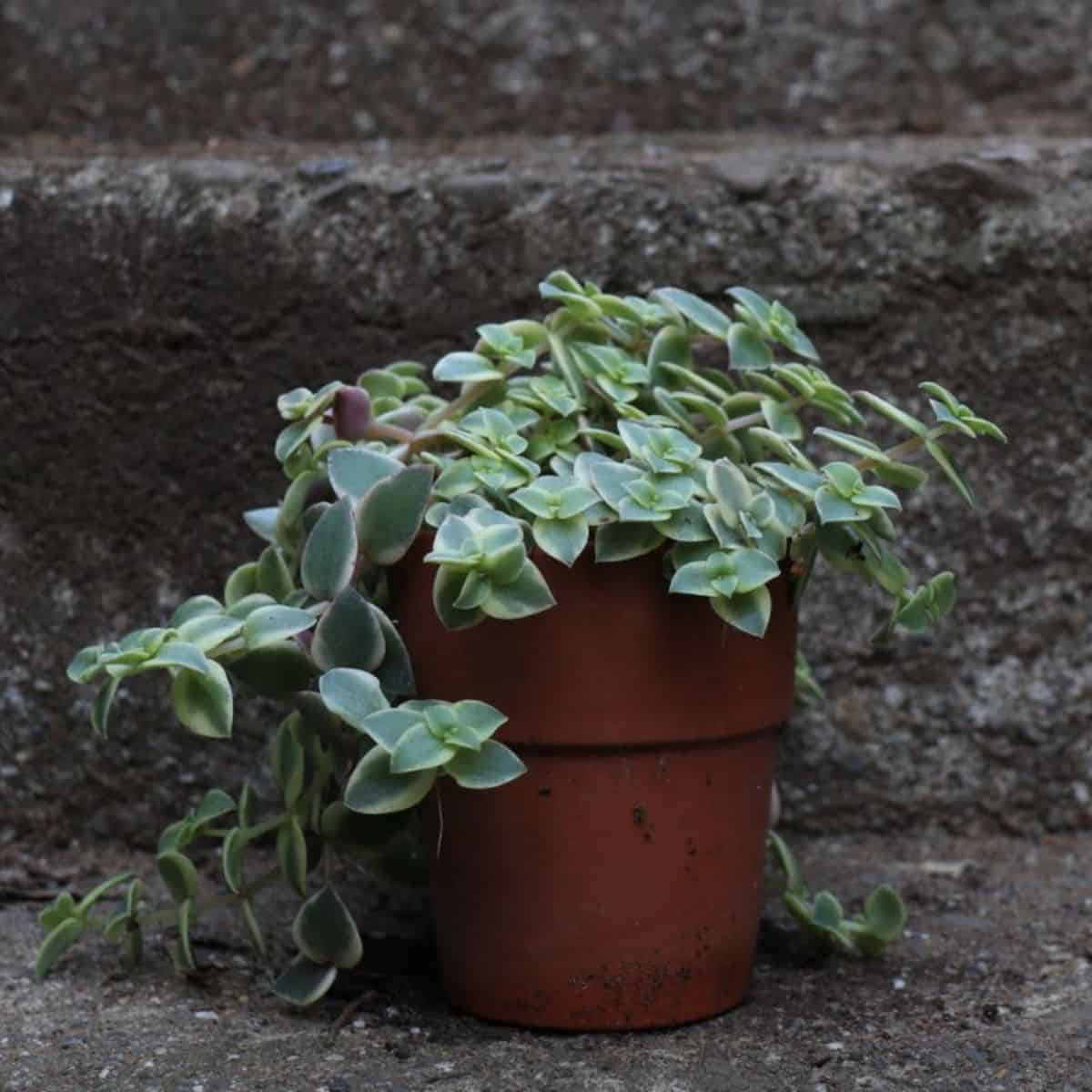 Crassula pellucida in a brown pot.