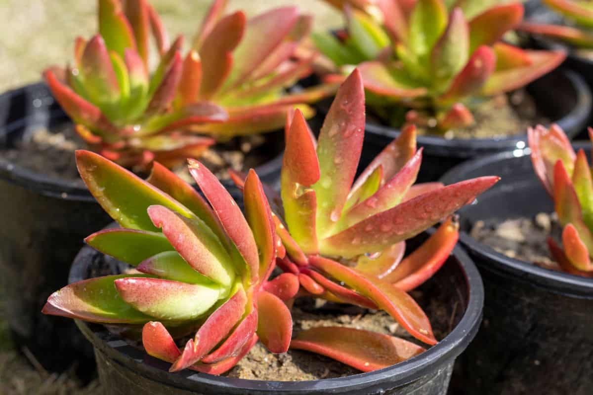 Crassula Capitella Campfire in a black pots.