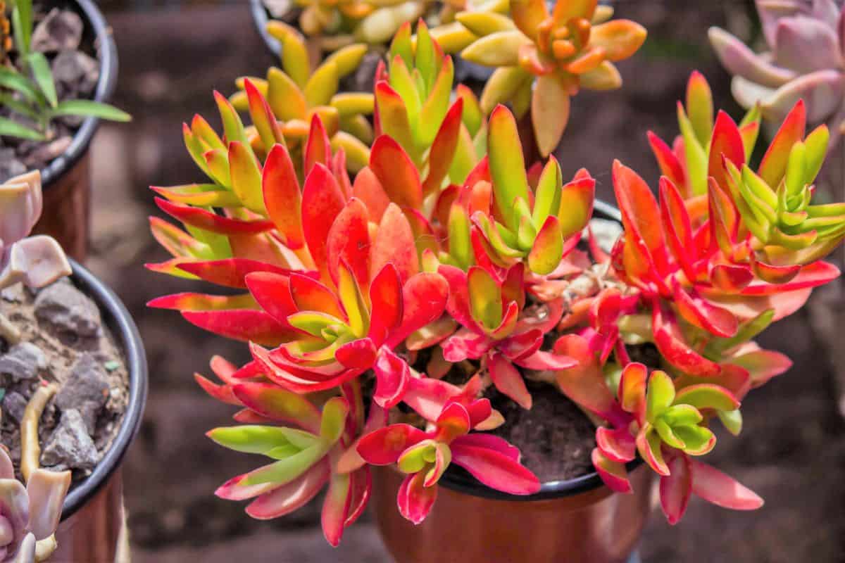 Crassula Capitella Campfire in a brown pot.